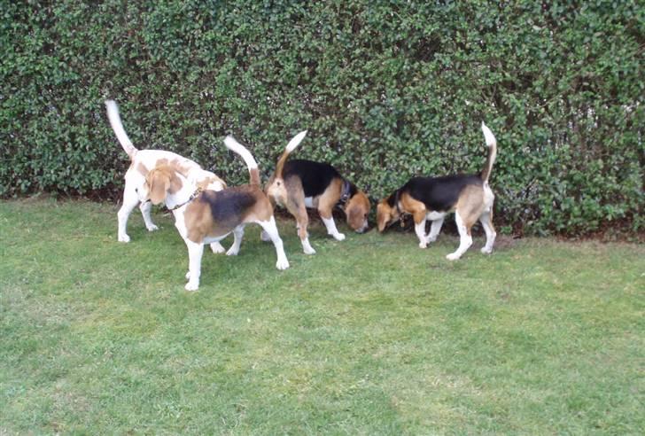 Hvalpe dag i beagle klubben billede 11