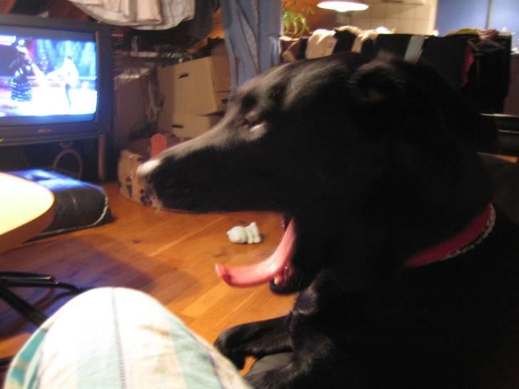 Freja - Gaaab... vild med dans er da vildt kedeligt... billede 8