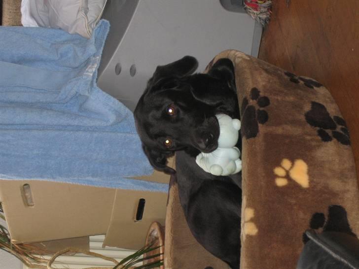 Freja - Det er altså min.... du får den ikke...!!
 billede 10