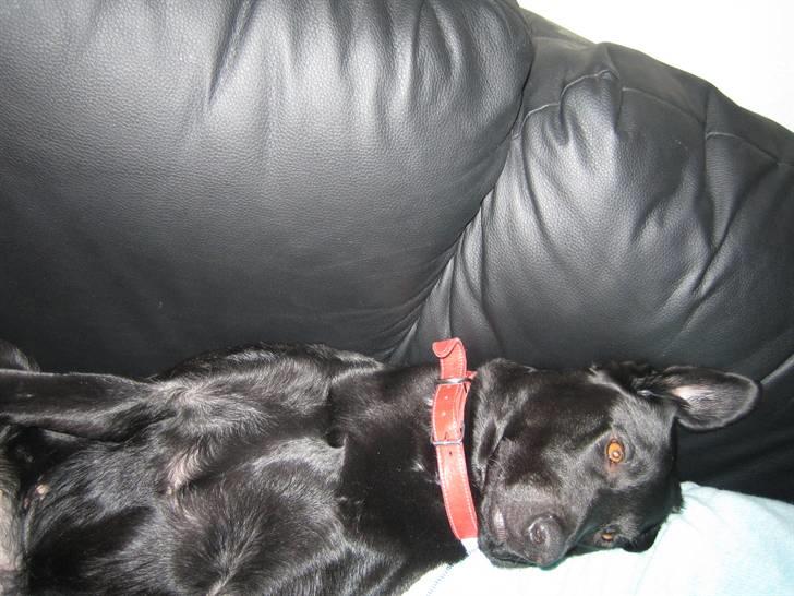 Freja - Altså hvor jeg slapper af billede 14