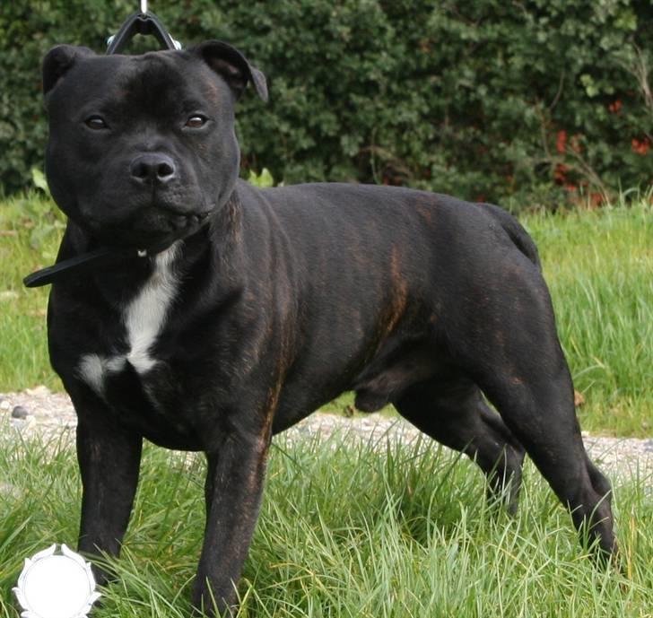 Devil og Nasty - Nasty 14mdr. billede 34