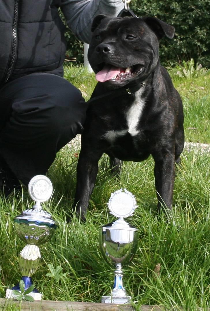 Devil og Nasty - Nasty med sine 2 pokaler fra Tyskland. Rostock Jugend Sieger 2006 billede 35