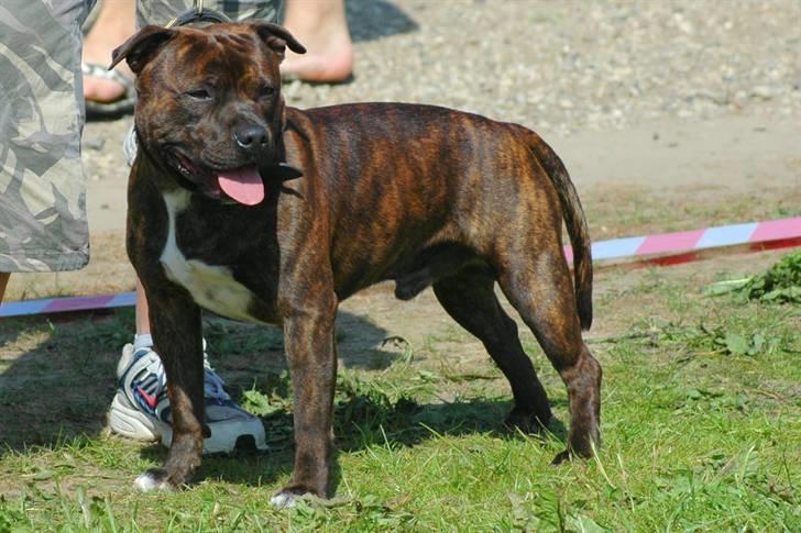 Devil og Nasty - Devil på det årlige staff skue på Fyn 2006 billede 37