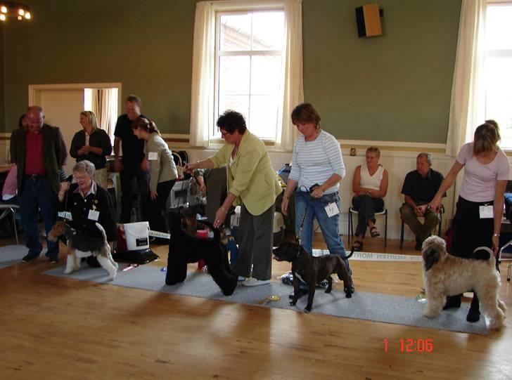 Devil og Nasty - Devil BIS 3, på Fyn 1 oktober 2006 Dommer Ulf Bråthen billede 38