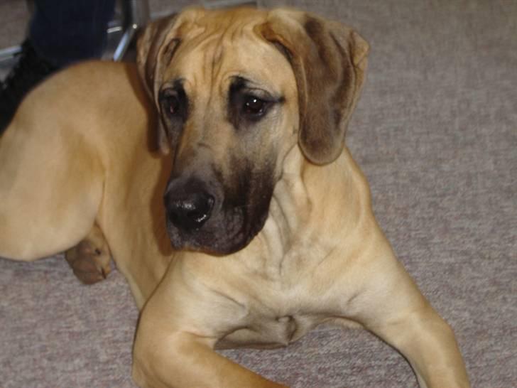 GRAND DANOIS KIA - Jeg synes selv, jeg er en rigtig dejlig hund.... billede 9