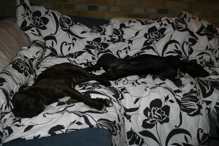 Devil og Nasty - Devil og Nasty snupper en lur billede 39