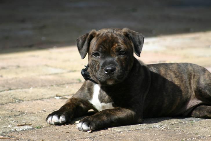 Devil og Nasty - Devil som baby billede 40