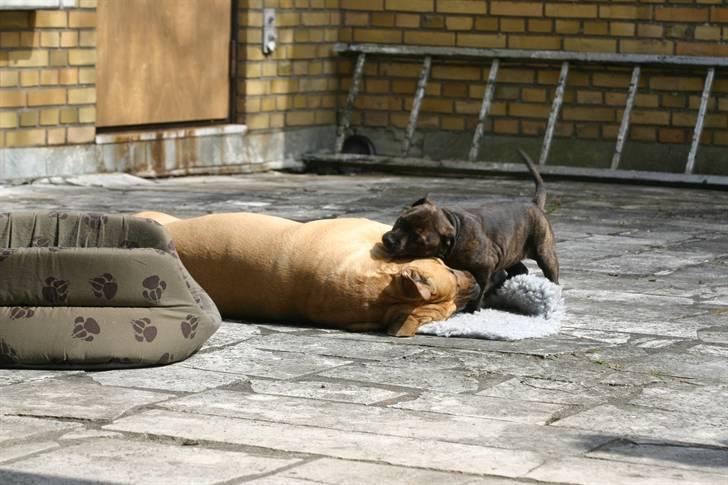 Devil og Nasty - Brutalis prøver at sove og nyde solen, men det er svært når lille Devil vil lege billede 41