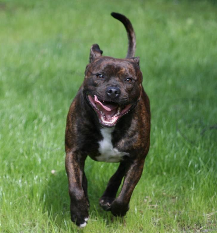 Devil og Nasty - Hej Mor, her kommer jeg i fuld galop. (Devil) billede 42