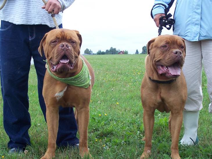 {{currentPhoto.altText}} billede {{currentPhoto.number}}