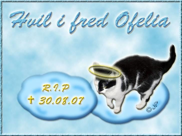 Andres hunde 1 - Engle - R.I.P. Ofelia billede 22