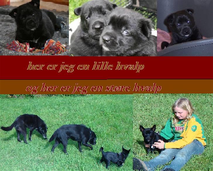 Lav selv - Et kort fotoalbum på et billede(lavet af Annalouise m Aske) billede 3