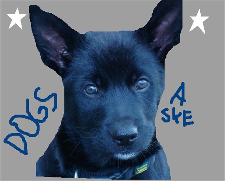 Lav selv - All dogs are my favourites.!!!!!!!!!!!!!!!!!.I LOVE ASKE. (lavet af Annalouise m Aske) billede 5