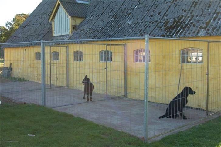 Hundebokse & løbegårde - Hovsa, hvordan kommer vi ind i vores bokse ???? billede 13