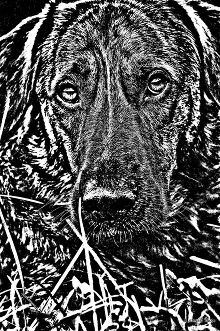 Tegninger og redigerede billeder af egne hunde billede 15