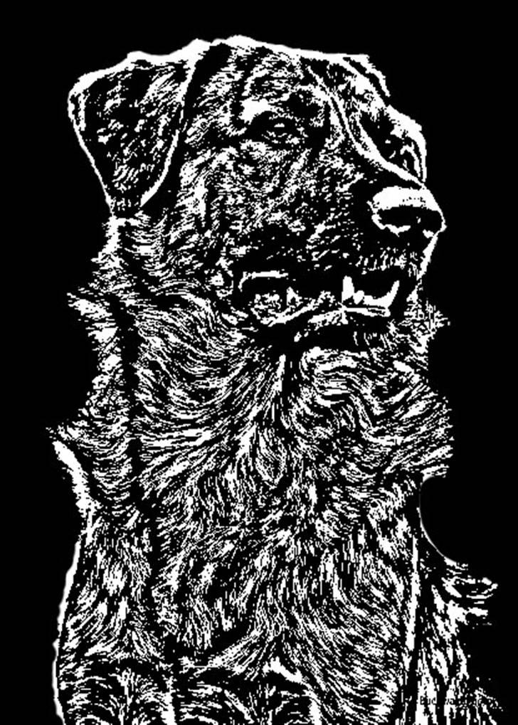 Tegninger og redigerede billeder af egne hunde billede 12