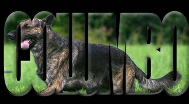 Tegninger og redigerede billeder af egne hunde billede 13