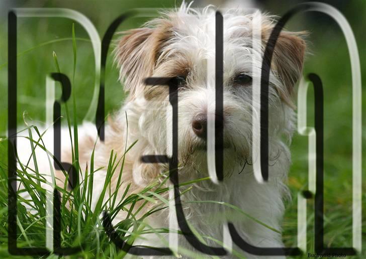 Manipulerede billeder billede 4