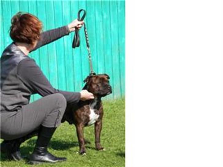 Devil og Nasty - Devil til udstilling i Hårlev september 2007. hvor han blev 2vinder i champ. klassen + 2.bedste han i racen billede 11