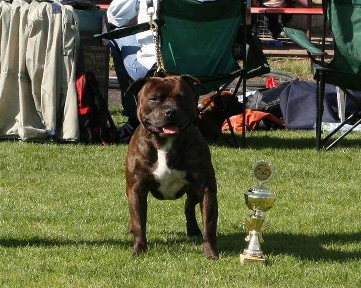 Devil og Nasty - Devil gav den gas i Tjekkiet, han blev 4vinder i Champ. klassen. ihhhhhhhhh hvor han kan, MORS dreng!!!! billede 9