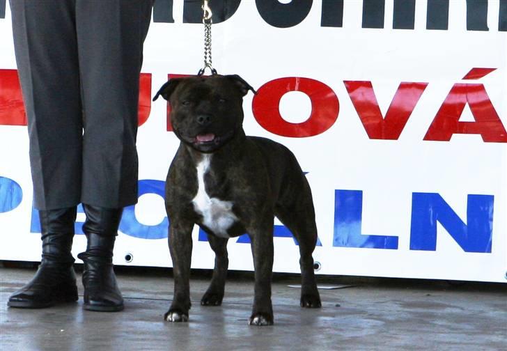 Devil og Nasty - Devil i ringen i Tjekkiet, i Champ. klassen. Der var 150 STB tilmeldt til denne udstilling. 22/9-07 billede 10