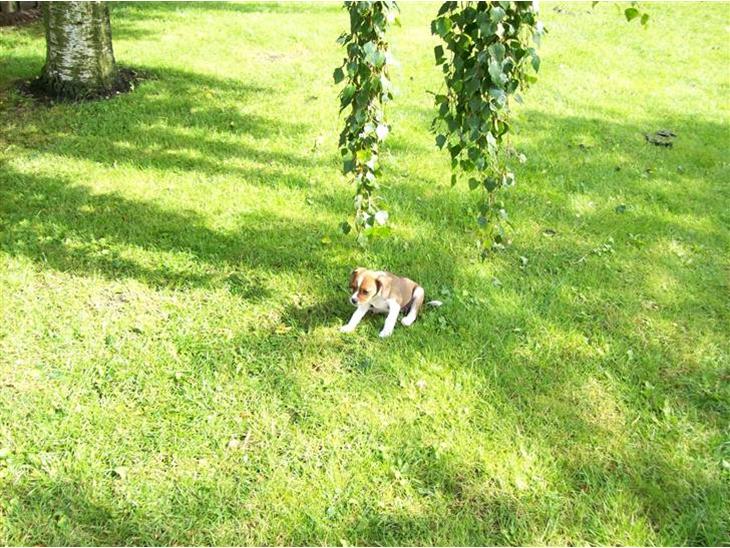 {{currentPhoto.altText}} billede {{currentPhoto.number}}