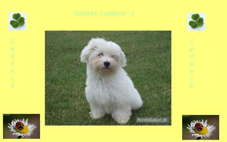 Billeder jeg har lavet til andre - Billed til nuttede Cedence billede 2