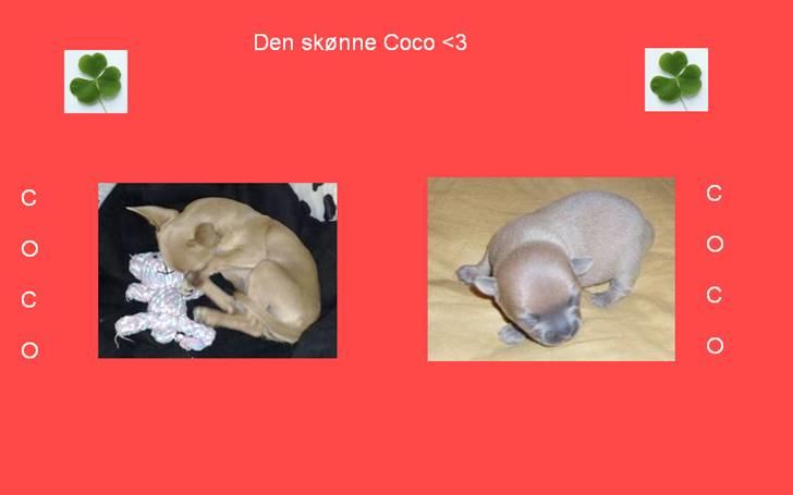 Billeder jeg har lavet til andre - Billed jeg har lavet til lille Coco billede 3