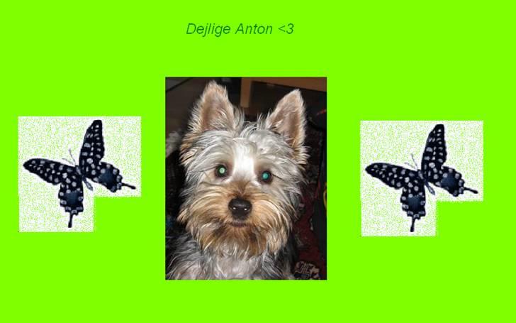 Billeder jeg har lavet til andre - Søde Anton <3 billede 4