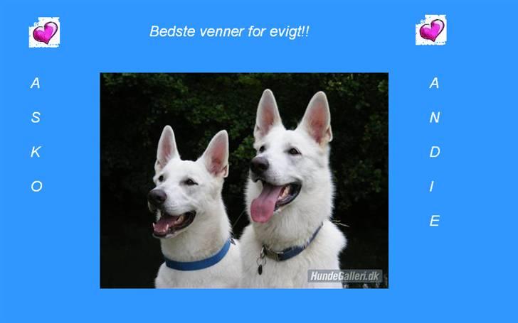 Billeder jeg har lavet til andre - De bedste venner Asko og Andie billede 5