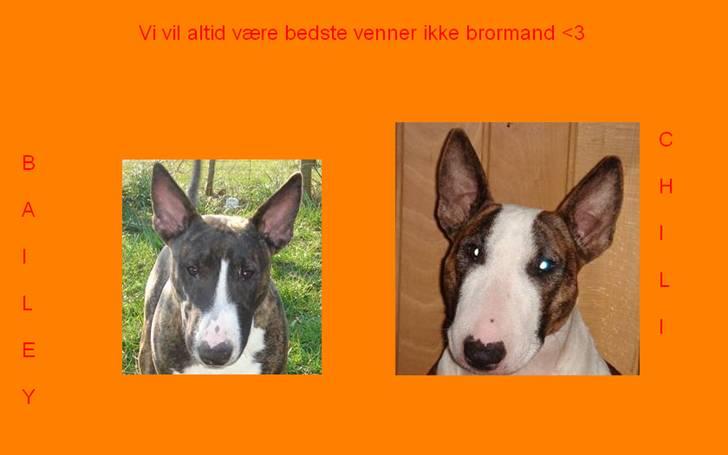 Billeder jeg har lavet til andre - De dejlige vovser Bailey og Chili billede 6