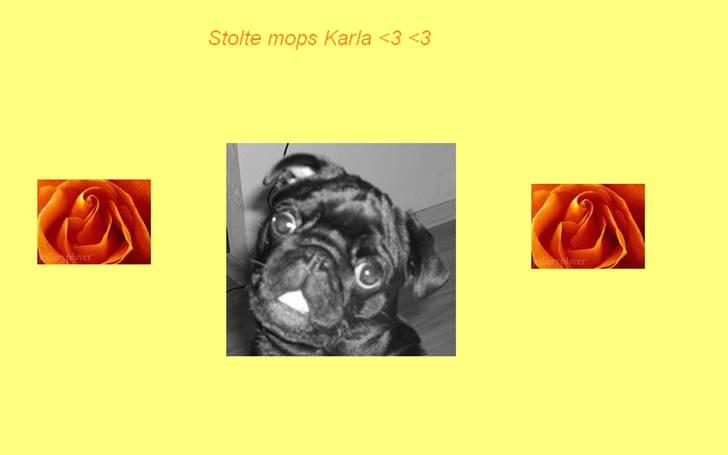 Billeder jeg har lavet til andre - Den dejlige mops Karla billede 8
