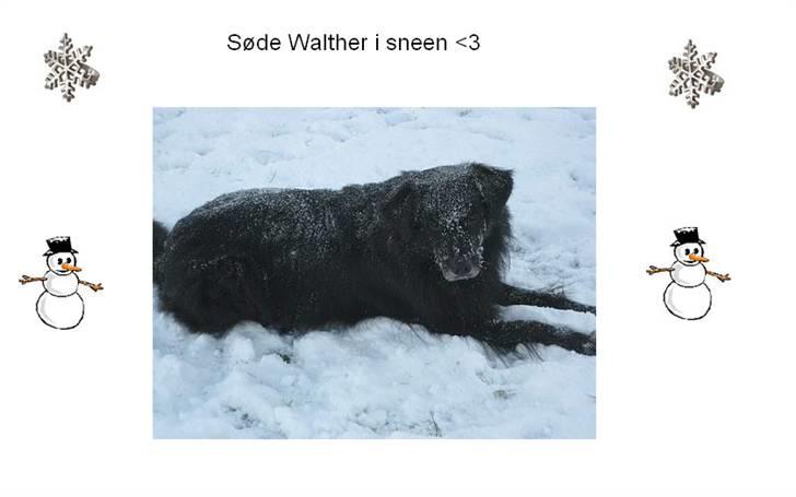 Billeder jeg har lavet til andre - Skønne Walther der tager sig en slapper i sneen. billede 10