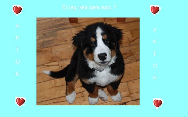 Billeder jeg har lavet til andre - Anton, som bare er så sød! billede 12
