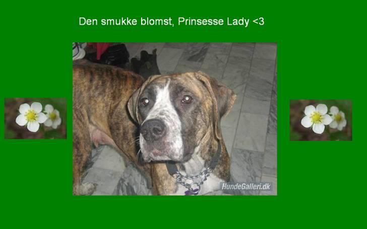 Billeder jeg har lavet til andre - Den kønne blomst Prinsesse Lady <3 billede 13