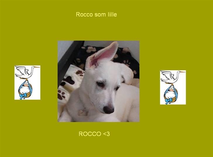 Billeder jeg har lavet til andre - Dejlige Rocco, som hvalp. billede 14