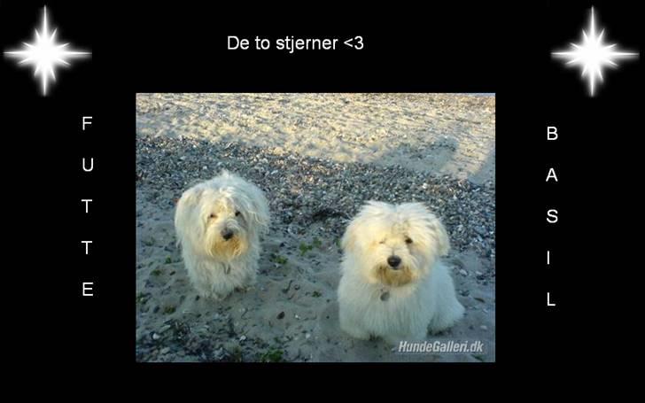 Billeder jeg har lavet til andre - De to stjerner Futte og Basil.. Er de ikke dejlige? billede 1