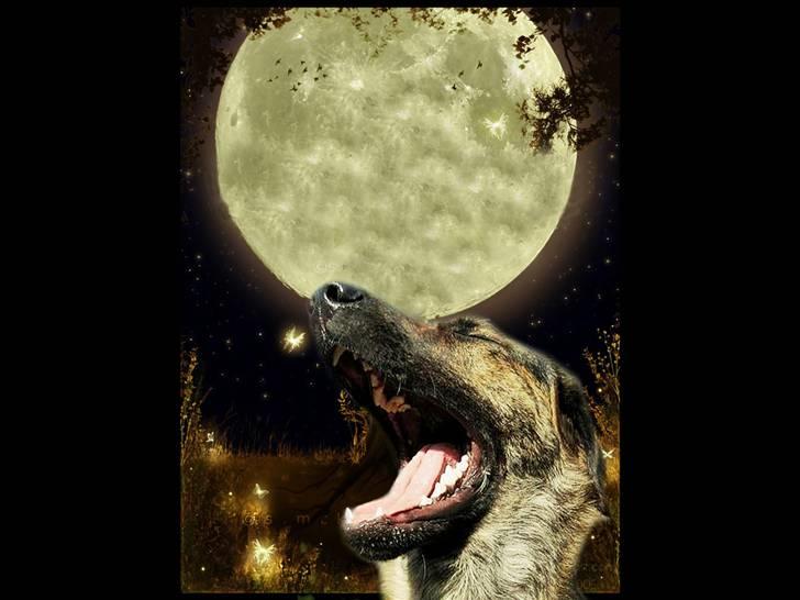 Tegninger og redigerede billeder af egne hunde billede 11