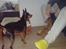 King & Svea leger :) - Godbidder :)