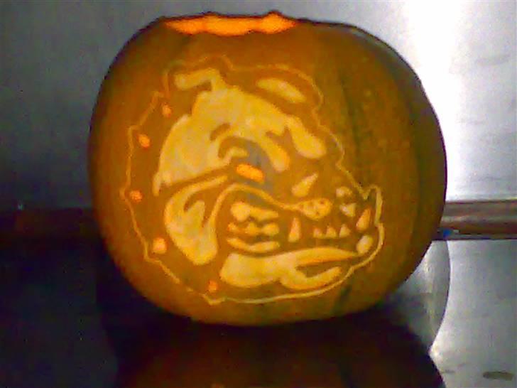 Halloween græskar - Bulldog billede 1