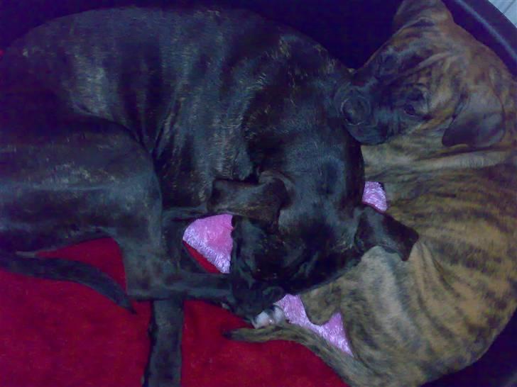 De 3 tøser billede 2