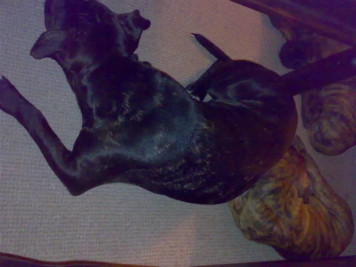 De 3 tøser billede 4