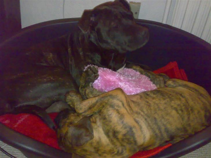 De 3 tøser billede 5