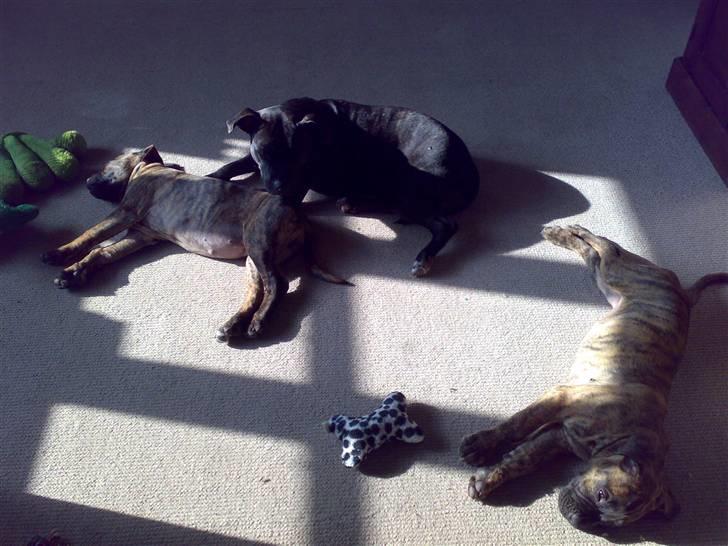 De 3 tøser billede 6