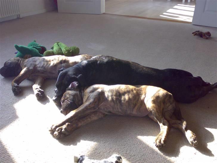 De 3 tøser billede 7