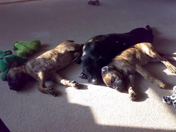 De 3 tøser billede 8