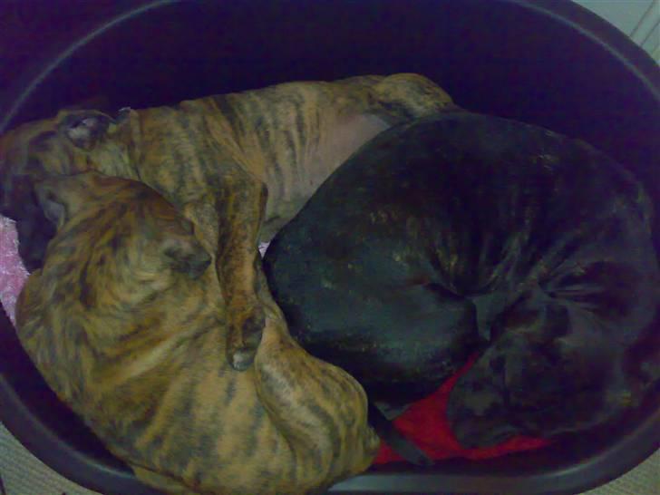 De 3 tøser billede 1