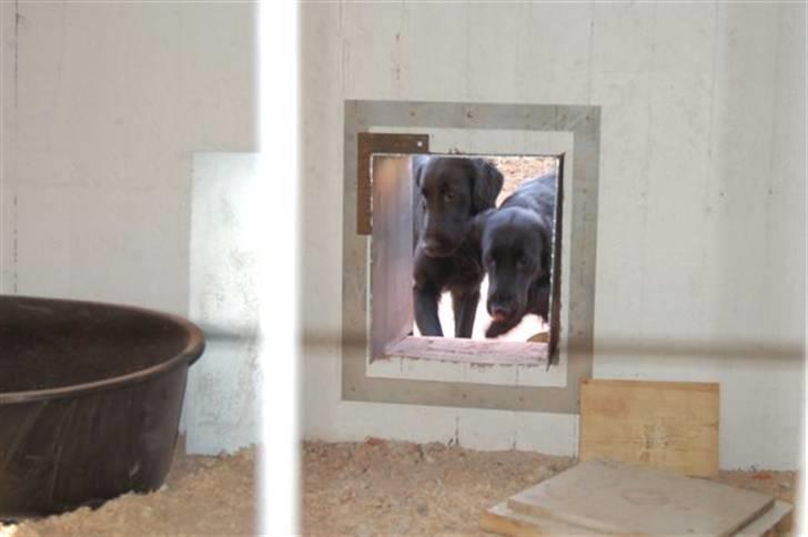 Hundebokse & løbegårde - Så er Charlie og Milo klar, til at afprøve indgangen billede 18