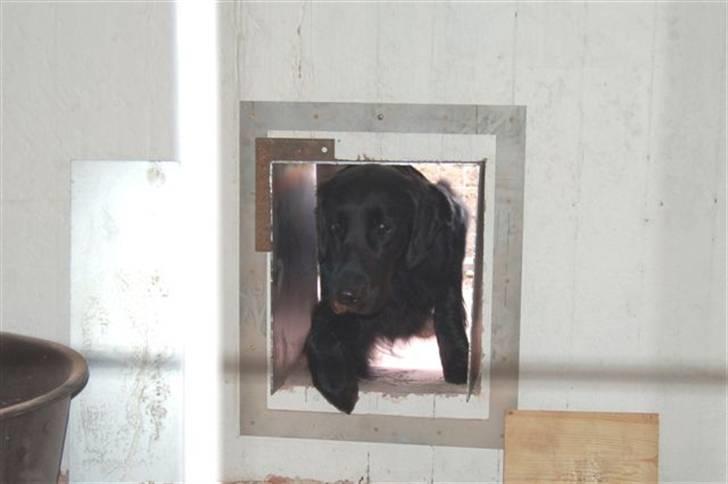 Hundebokse & løbegårde - Jamen det fungerer jo fint :-) billede 19