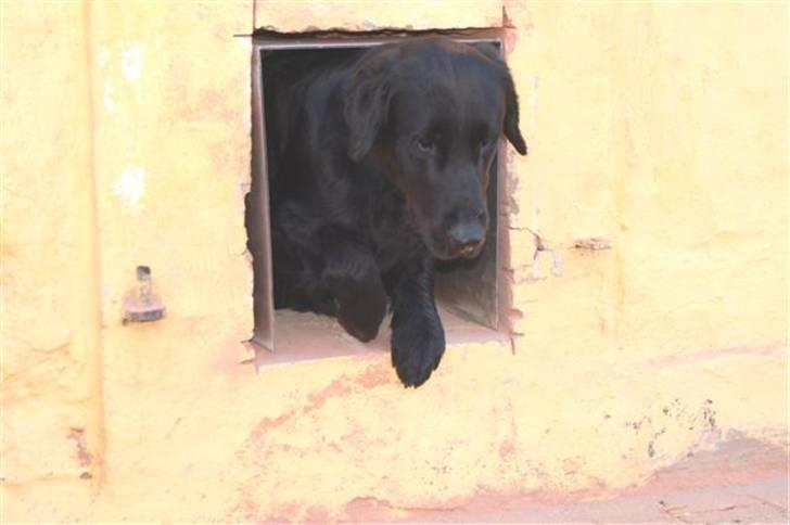 Hundebokse & løbegårde - Charlie på vej ud billede 20